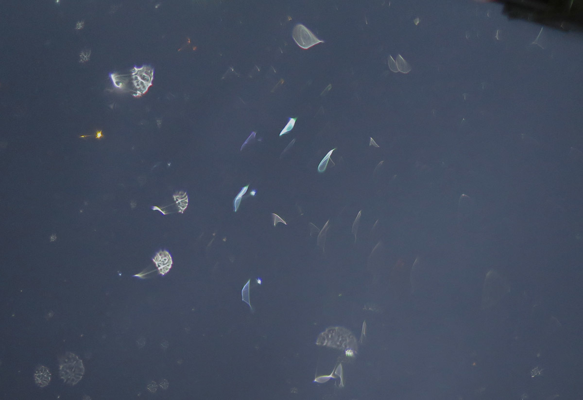 c0331825_15552531.jpg