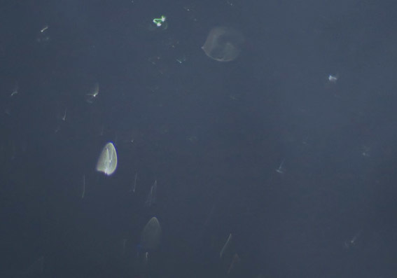 c0331825_16021063.jpg