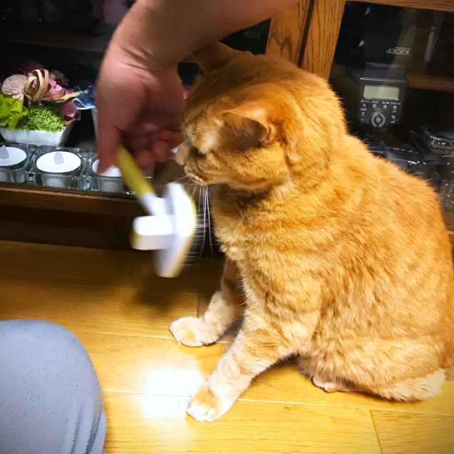 いっぱいお取り寄せしたけど_d0355333_21492555.jpg