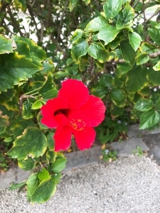 沖縄2 美ら海水族館_a0059035_12185754.jpg