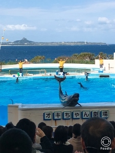 沖縄2 美ら海水族館_a0059035_12191292.jpg