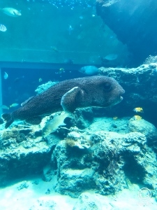 沖縄2 美ら海水族館_a0059035_12272442.jpg