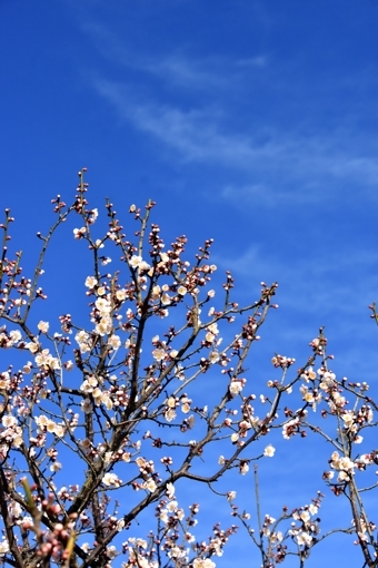 今日は〝啓蟄〟　平城宮跡梅林は花盛り_a0100742_09541927.jpg