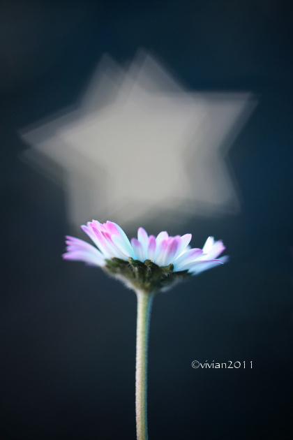 花の写真を撮りましょう_e0227942_21585941.jpg