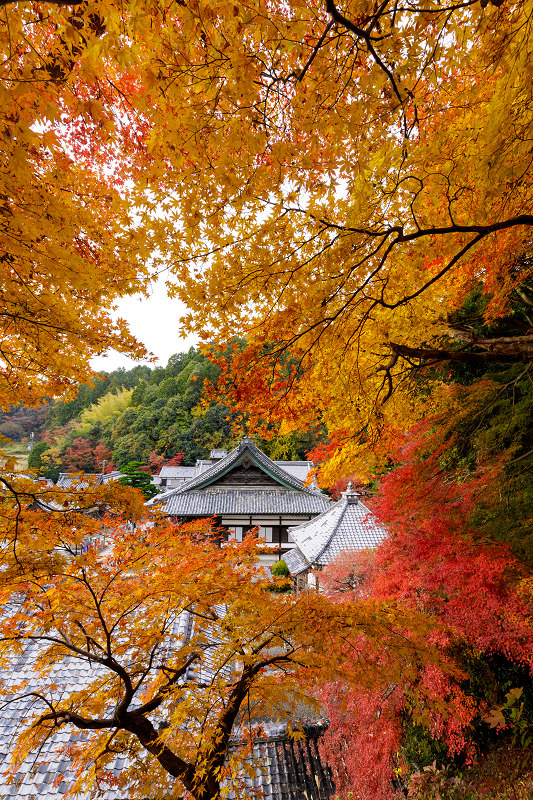 京都の紅葉2017 柳谷観音の秋錦（前編）_f0155048_2226443.jpg