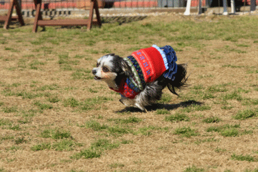 c0145250_09581402.gif