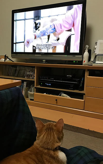 にゃん太郎、何か大事なものに気づく_e0362456_18284180.jpg