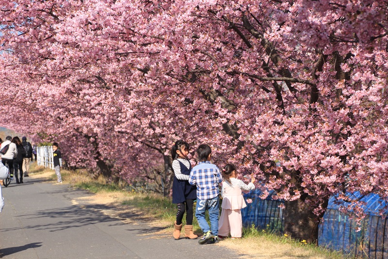 朝比奈川堤の山の手さくら・１♪_a0167759_23342077.jpg