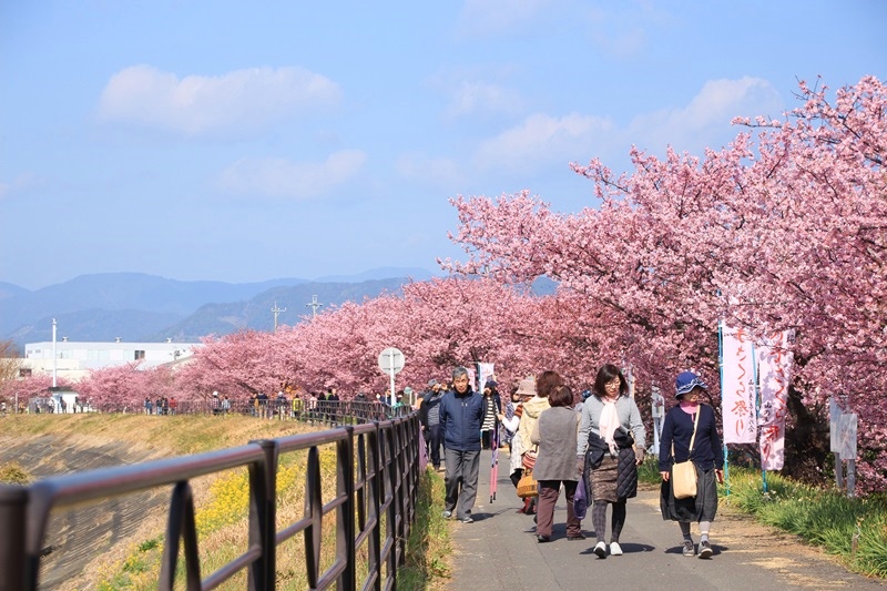 朝比奈川堤の山の手さくら・１♪_a0167759_23495211.jpg