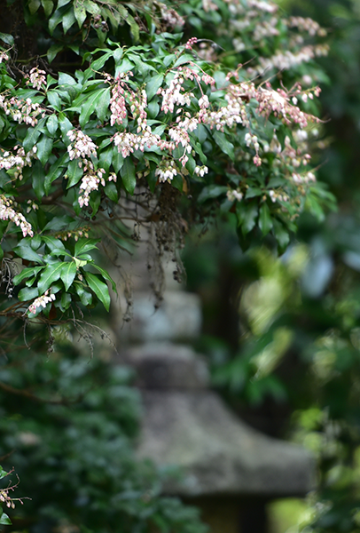 京都嵯峨野「大覚寺の家」完成見学会_e0164563_09523742.png