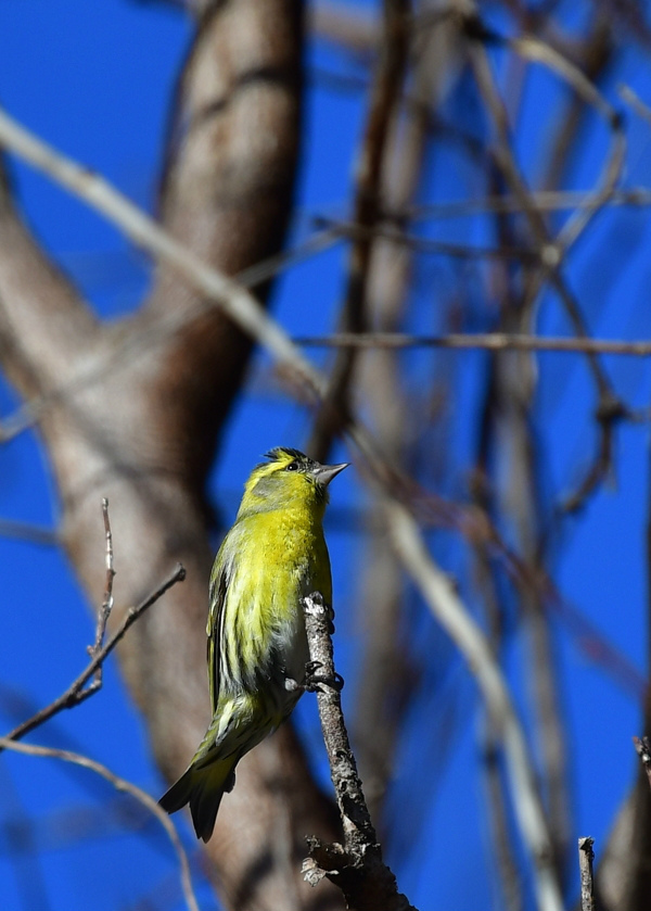黄色い鳥さん２種〜　ミヤマホオジロ　マヒワ_f0053272_22250394.jpg