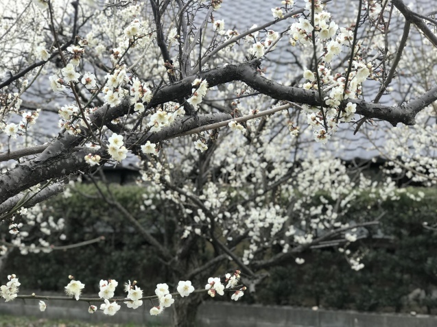 f0351179_12301878.jpeg
