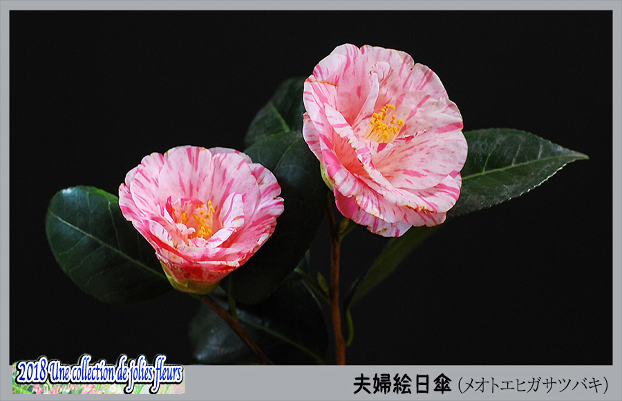 花たち 夫婦 絵日傘椿 エヒガサツバキ デジカメ散歩写真 花たち 夫婦 絵日傘椿 エヒガサツバキ デジカメ散歩写真