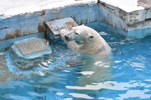 ２０１８年１月　天王寺動物園２　その１_a0052986_732329.jpg