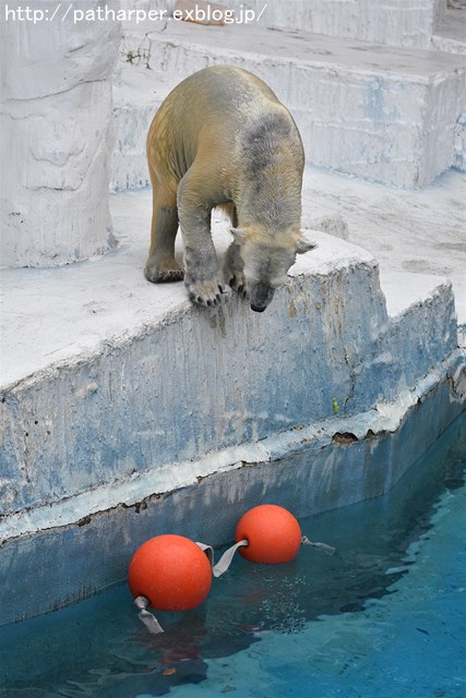 ２０１８年１月　天王寺動物園２　その１_a0052986_7343339.jpg