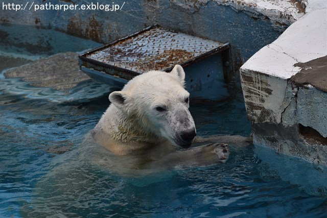 ２０１８年１月　天王寺動物園２　その１_a0052986_7362462.jpg