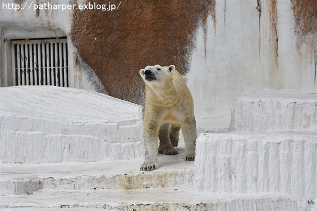 ２０１８年１月　天王寺動物園２　その１_a0052986_7415376.jpg