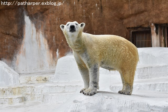 ２０１８年１月　天王寺動物園２　その１_a0052986_7422792.jpg