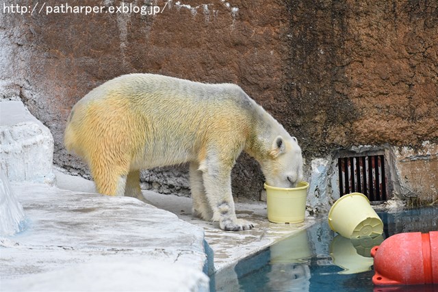 ２０１８年１月　天王寺動物園２　その１_a0052986_7565037.jpg