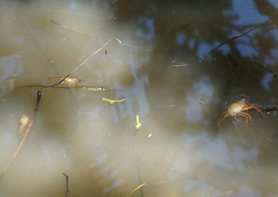 c0039487_17094479.jpg
