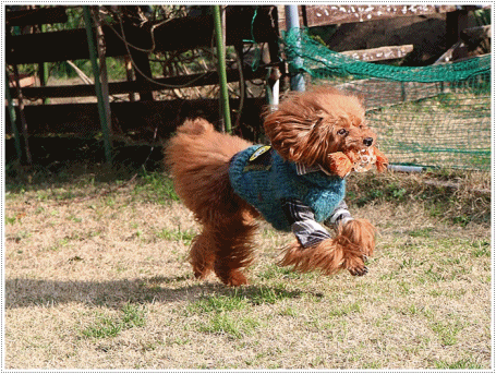 b0175688_00355308.gif