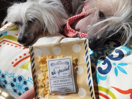 Resultado de imagen para 犬 chinese crested 私のベッドで眠っている