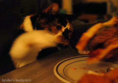 しましまナス入りのしましまバーガー(と猫)_b0253205_01410269.jpg