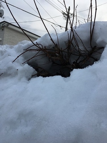雪根開き スナっちの日常 雪根開き スナっちの日常