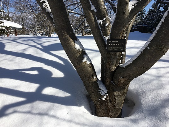 雪根開き スナっちの日常 雪根開き スナっちの日常