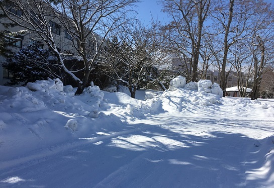 雪根開き スナっちの日常 雪根開き スナっちの日常