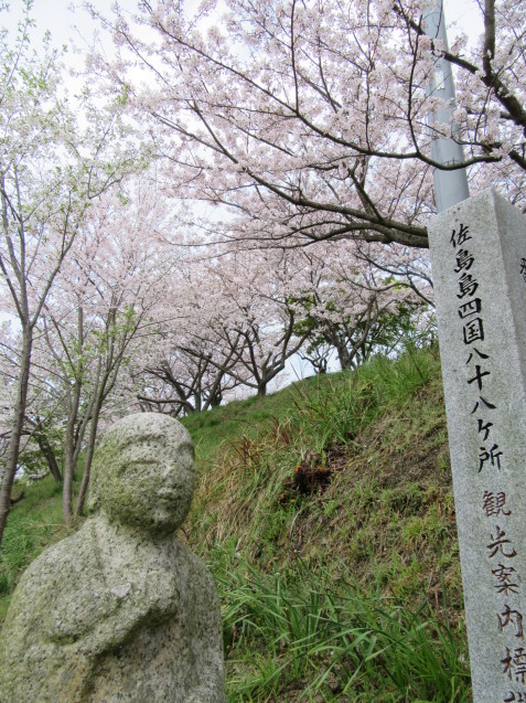 観音山の桜_b0360823_12335532.jpg