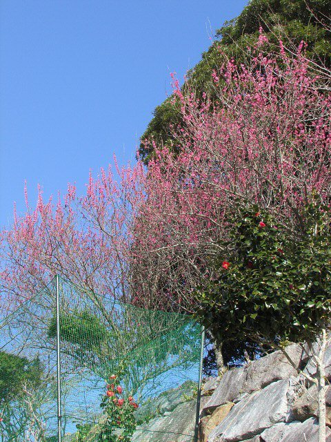 健康ウォーク三木浦コースに参加_e0321325_19192007.jpg