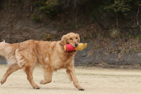 鶏いろいろ８日目　ブリーチーズ_f0210953_19222466.jpg