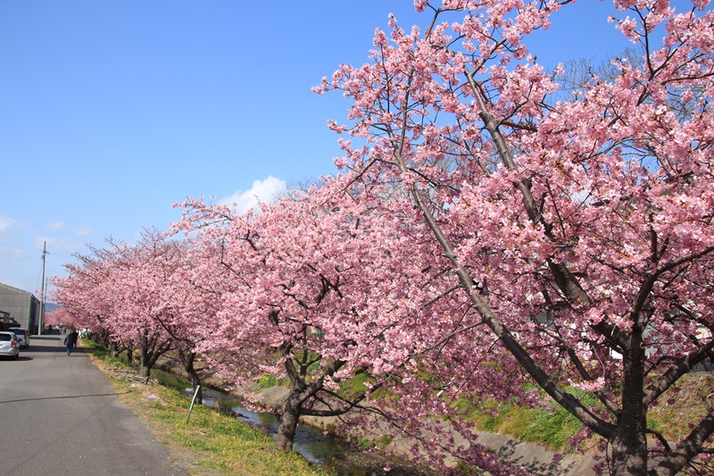 坂本の河津桜♪_a0167759_229858.jpg