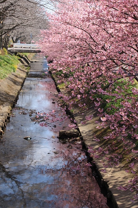 坂本の河津桜♪_a0167759_2393847.jpg