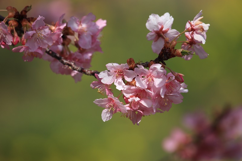 坂本の河津桜♪_a0167759_2432883.jpg