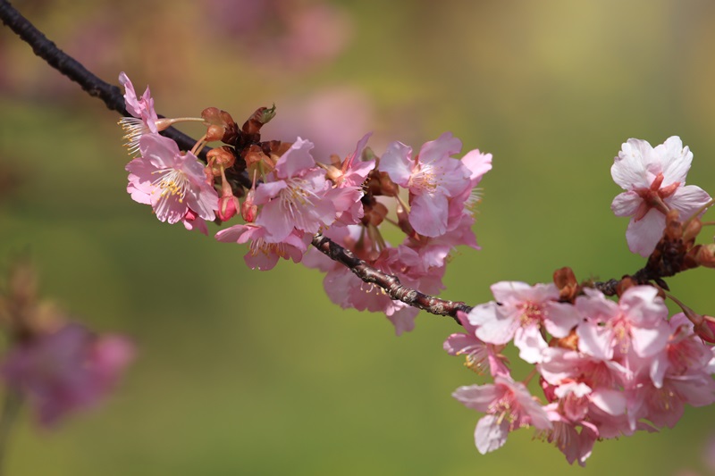 坂本の河津桜♪_a0167759_243383.jpg