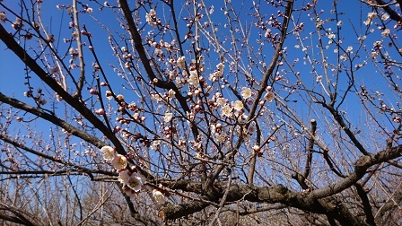 a0208560_14493429.jpg