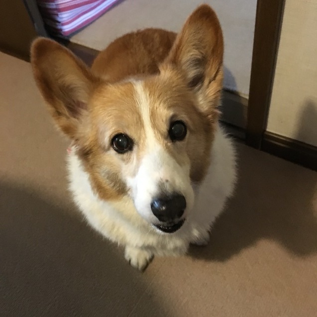 e0359462_08402451.jpeg