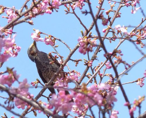 梅は咲いたか桜は・・・_c0011365_15292679.jpg