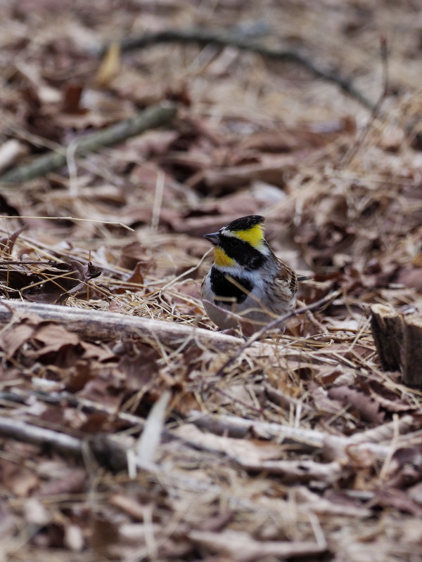 筑波山のミヤマホオジロ コーヒー党の野鳥と自然 パート2 筑波山のミヤマホオジロ コーヒー党の野鳥と自然 パート2