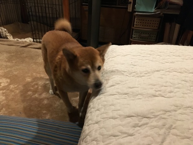 b0377882_23230761.jpeg