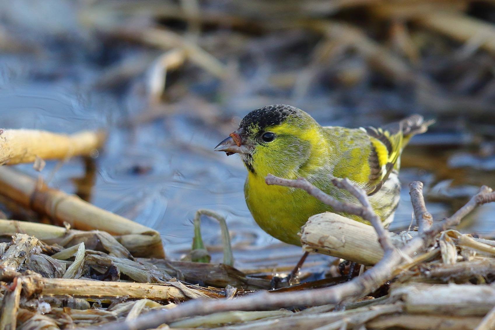 春を感じさせる黄色 北の大地で野鳥ときどきフライフィッシング 春を感じさせる黄色 北の大地で野鳥ときどきフライフィッシング
