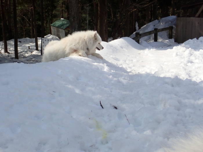 第11回 雪中オフ　３_a0049296_18483611.jpg