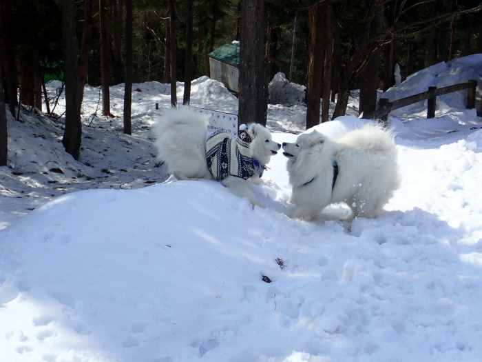 第11回 雪中オフ　３_a0049296_18490901.jpg