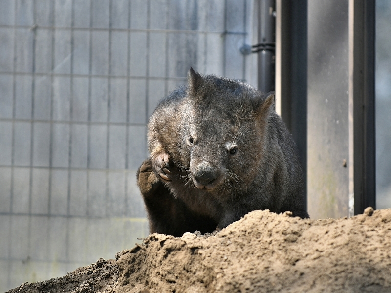 小さなスミレに姿を変えて_a0164204_03523090.jpg