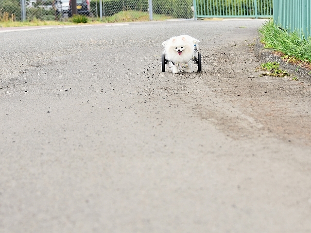 飼い主は青ざめる_d0360206_02365647.jpg