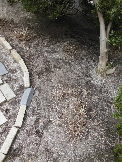 シマトネリコちゃんの強剪定とハーブの最終剪定 Natural Gardening
