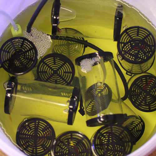 入荷情報~海水魚・LPS~_d0221436_22591823.jpg