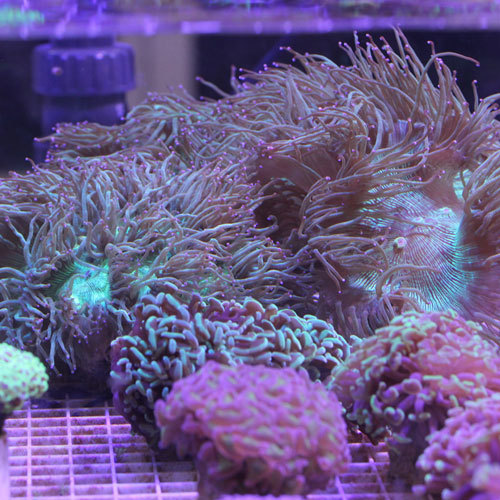 入荷情報~海水魚・LPS~_d0221436_22594263.jpg